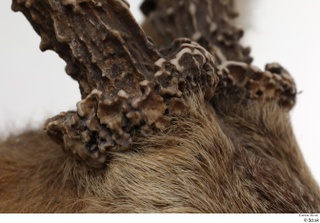 European roe deer antler head 0001.jpg